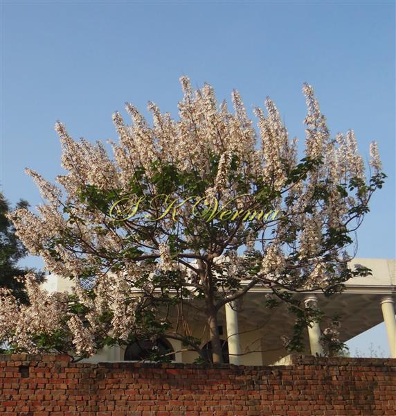  Plant